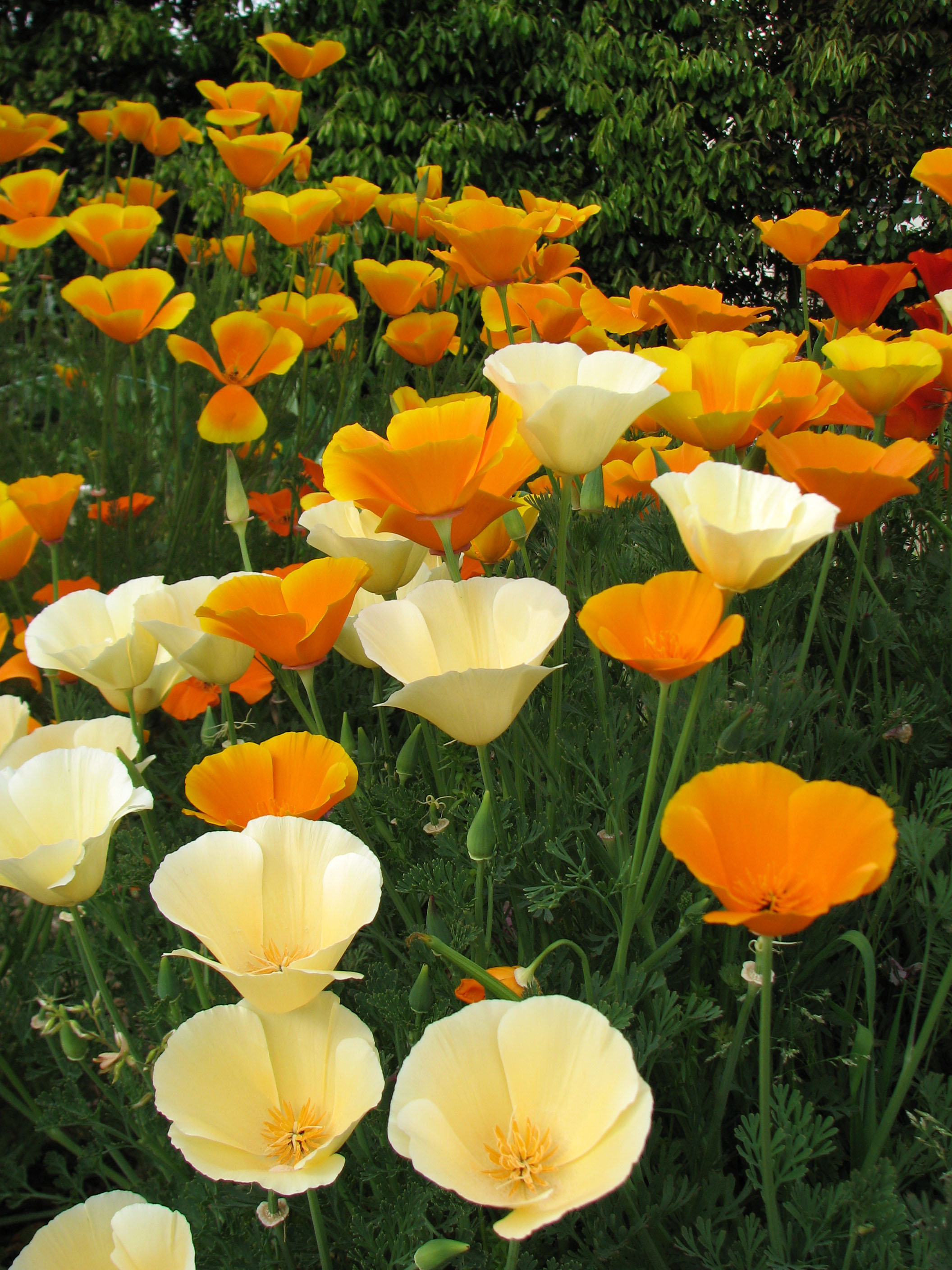 poppies